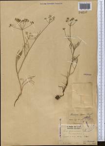 Elwendia capusii (Franch.) Pimenov & Kljuykov, Middle Asia, Syr-Darian deserts & Kyzylkum (M7) (Kazakhstan)