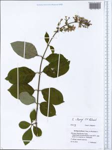 Syringa josikaea J.Jacq. ex Rchb.f., Eastern Europe, Moscow region (E4a) (Russia)