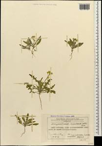 Sterigmostemum caspicum (Lam. ex Pall.) Kuntze, Caucasus, Azerbaijan (K6) (Azerbaijan)