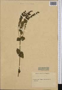 Veronica teucrium L., Western Europe (EUR) (Not classified)