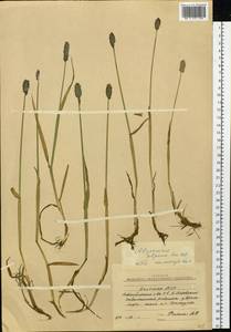 Alopecurus magellanicus Lam., Siberia, Yakutia (S5) (Russia)