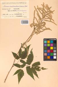Aruncus dioicus (Walter) Fernald, Siberia, Chukotka & Kamchatka (S7) (Russia)