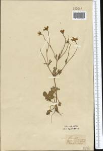 Ranunculus oxyspermus Willd., Middle Asia, Syr-Darian deserts & Kyzylkum (M7) (Uzbekistan)