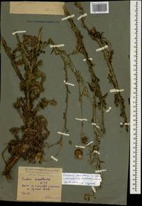 Carduus adpressus subsp. novorossicus (Porten.) Zernov, Caucasus, Krasnodar Krai & Adygea (K1a) (Russia)