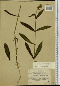 Stachys riederi var. japonica (Miq.) H.Hara, Siberia, Russian Far East (S6) (Russia)