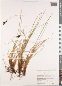 Carex bigelowii subsp. lugens (Holm) T.V.Egorova, Siberia, Russian Far East (S6) (Russia)