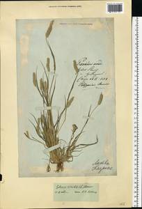 Setaria viridis (L.) P.Beauv., Eastern Europe, Lithuania (E2a) (Lithuania)