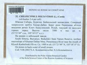 Chiloscyphus polyanthos (L.) Corda, Bryophytes, Bryophytes - Baikal & Transbaikal regions (B18) (Russia)
