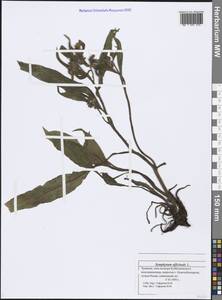 Symphytum officinale L., Eastern Europe, Middle Volga region (E8) (Russia)