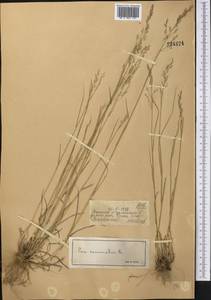 Poa nemoralis L., Middle Asia, Dzungarian Alatau & Tarbagatai (M5) (Kazakhstan)