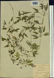Rubia cordifolia L., Siberia, Baikal & Transbaikal region (S4) (Russia)