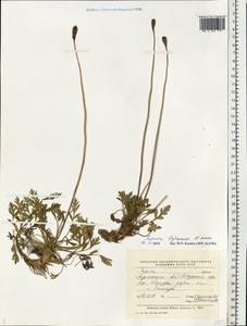 Papaver radicatum subsp. dahlianum (Nordh.) Rändel, Eastern Europe, Northern region (E1) (Russia)