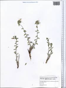 Onosma staminea Ledeb., Middle Asia, Caspian Ustyurt & Northern Aralia (M8) (Kazakhstan)