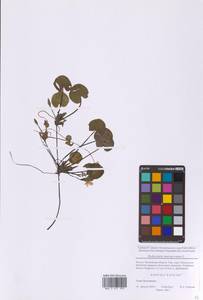 Hydrocharis morsus-ranae L., Eastern Europe, Moscow region (E4a) (Russia)