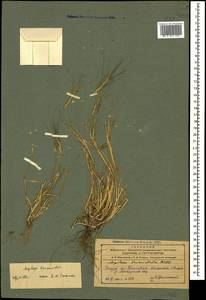 Aegilops triuncialis L., Caucasus, Azerbaijan (K6) (Azerbaijan)