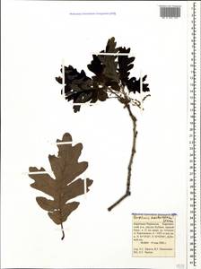 Quercus hartwissiana Steven, Caucasus, Stavropol Krai, Karachay-Cherkessia & Kabardino-Balkaria (K1b) (Russia)