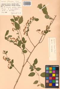 Spiraea flexuosa Fisch. ex Cambess., Siberia, Russian Far East (S6) (Russia)