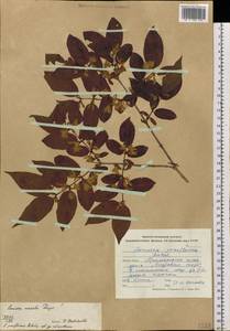 Lonicera maackii (Rupr.) Maxim., Siberia, Russian Far East (S6) (Russia)