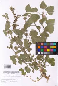 Althaea officinalis L., Eastern Europe, Lower Volga region (E9) (Russia)