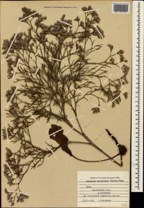 Limonium sareptanum (A. K. Becker) Gams, Crimea (KRYM) (Russia)