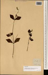 Cyathula prostrata (L.) Blume, South Asia, South Asia (Asia outside ex-Soviet states and Mongolia) (ASIA) (Philippines)