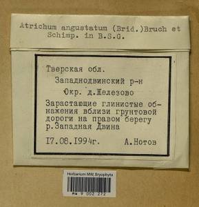 Atrichum angustatum (Brid.) Bruch & Schimp., Bryophytes, Bryophytes - Middle Russia (B6) (Russia)