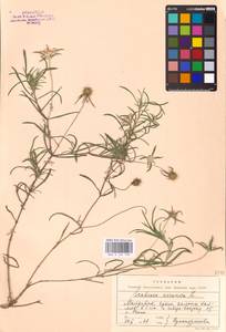 Lomelosia argentea (L.) Greuter & Burdet, Eastern Europe, Moldova (E13a) (Moldova)