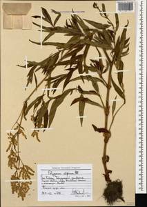 Koenigia alpina (All.) T.M.Schust. & Reveal, Caucasus, Stavropol Krai, Karachay-Cherkessia & Kabardino-Balkaria (K1b) (Russia)