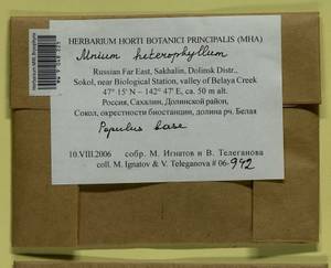 Mnium heterophyllum (Hook.) Schwägr., Bryophytes, Bryophytes - Russian Far East (excl. Chukotka & Kamchatka) (B20) (Russia)