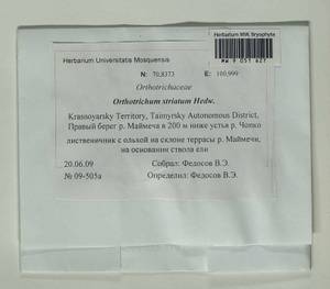 Lewinskya striata (Hedw.) F. Lara, Garilleti & Goffinet, Bryophytes, Bryophytes - Krasnoyarsk Krai, Tyva & Khakassia (B17) (Russia)