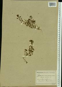 Lythrum portula (L.) D. A. Webb, Eastern Europe, Moscow region (E4a) (Russia)