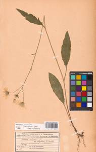 Hieracium lachenalii subsp. deductum (Sudre) Greuter, Eastern Europe, Moscow region (E4a) (Russia)