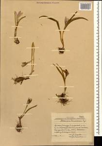 Colchicum raddeanum (Regel) K.Perss., Caucasus, Armenia (K5) (Armenia)