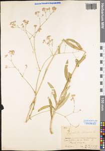 Gypsophila altissima L., Eastern Europe, Eastern region (E10) (Russia)