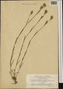 Dianthus armeria L., Western Europe (EUR) (Romania)