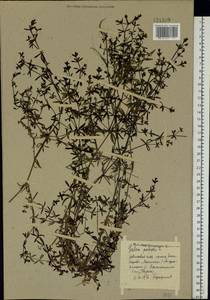 Galium palustre L., Eastern Europe, North-Western region (E2) (Russia)