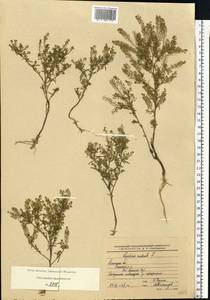 Lepidium ruderale L., Eastern Europe, Central region (E4) (Russia)