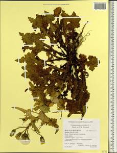 Urospermum picroides (L.) Scop. ex F.W.Schmidt, Africa (AFR) (Portugal)