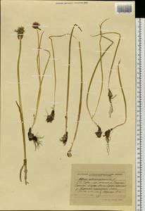 Allium schoenoprasum L., Siberia, Altai & Sayany Mountains (S2) (Russia)