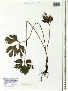 Ranunculus repens L., Caucasus, Stavropol Krai, Karachay-Cherkessia & Kabardino-Balkaria (K1b) (Russia)