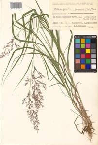 Calamagrostis purpurea (Trin.) Trin., Siberia, Chukotka & Kamchatka (S7) (Russia)
