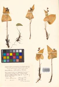 Maianthemum intermedium Vorosch., Siberia, Russian Far East (S6) (Russia)