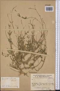 Gypsophila intricata Franch., Middle Asia, Syr-Darian deserts & Kyzylkum (M7) (Uzbekistan)