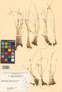 Juncus brachyspathus Maxim., Siberia, Chukotka & Kamchatka (S7) (Russia)