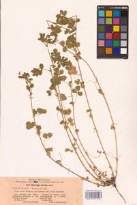 Medicago minima (L.) Bartal., Eastern Europe, South Ukrainian region (E12) (Ukraine)