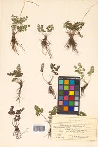 Thalictrum alpinum L., Siberia, Russian Far East (S6) (Russia)