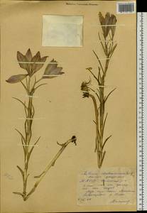 Lilium pensylvanicum Ker Gawl., Siberia, Yakutia (S5) (Russia)