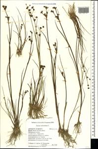 Juncus articulatus L., Crimea (KRYM) (Russia)