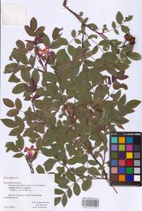 Rosa glauca Pourr., Eastern Europe, Central region (E4) (Russia)
