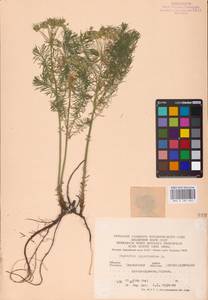 Euphorbia cyparissias L., Eastern Europe, South Ukrainian region (E12) (Ukraine)